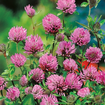 Picture of Red Clover